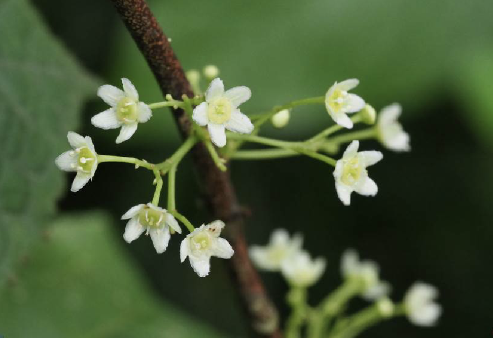 美登木产地生境