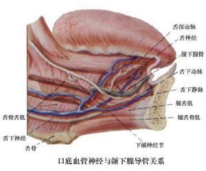 口腔科学口臭口臭是口腔和消化道多种疾病的一种症状