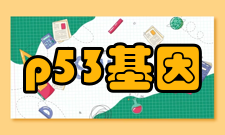 p53基因基因治疗简介