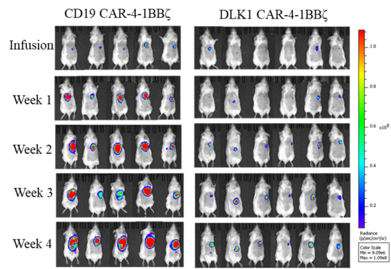 我院韩泽广团队发表靶向DLK1的嵌合抗原受体T细胞对肝细胞癌的治疗作用-22-8-26789.png