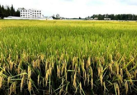 国家生物育种产业创新中心作用意义