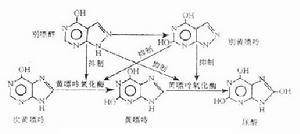 白细胞减少临床表现应首先分析病因