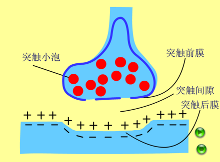 神经脉冲突触结构