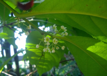 美登木形态特征