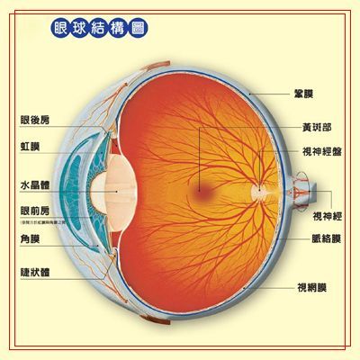 眼科学结膜炎结膜炎