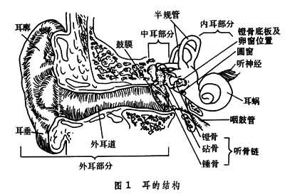 生理声学听觉机理