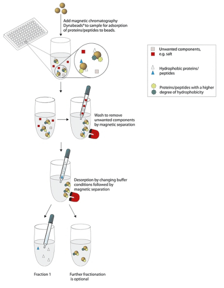 蛋白质组研究蛋白质组学
