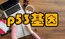 p53基因失活机理P53蛋白与其它蛋白的相互作用