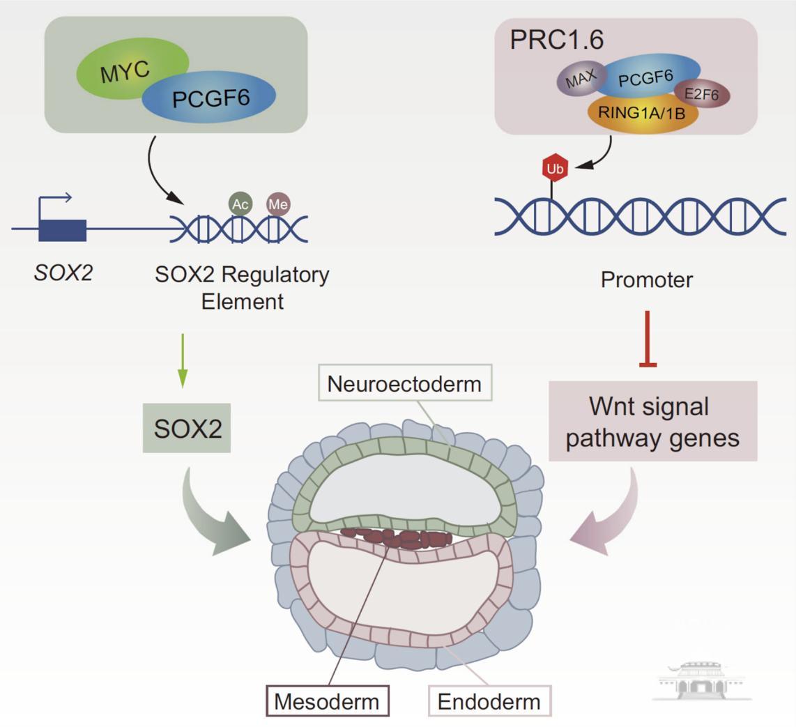 遗传因子pcgf6调控人多能干细胞分化