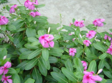 长春花日常管理