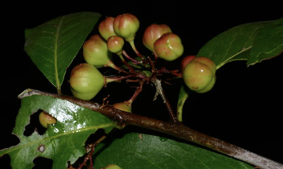 美登木栽培技术