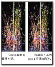 林鸿宣科研成就