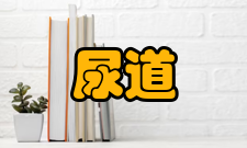 尿道狭窄体格检查