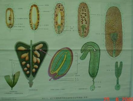 种子植物胚的发育