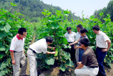 菜篮子工程发展状况