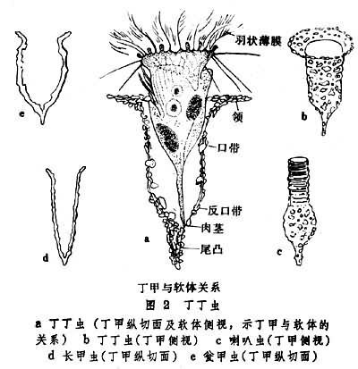 海洋原生动物丁丁虫