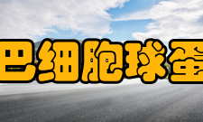 抗淋巴细胞球蛋白不良反应1