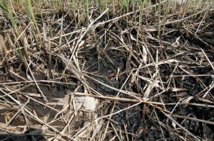 国家环境保护湿地生态与植被恢复重点实验室植物修复技术研究方向